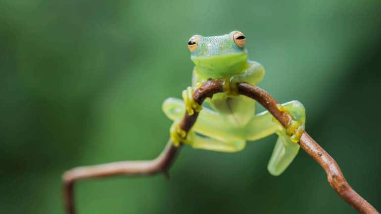 Glass Frog