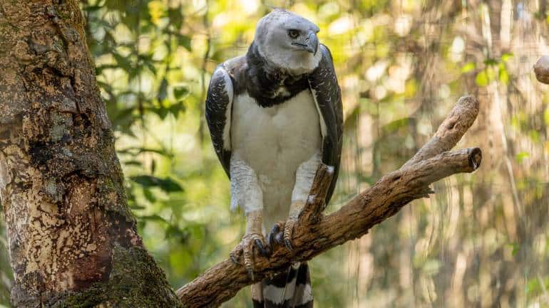 Harpy Eagle