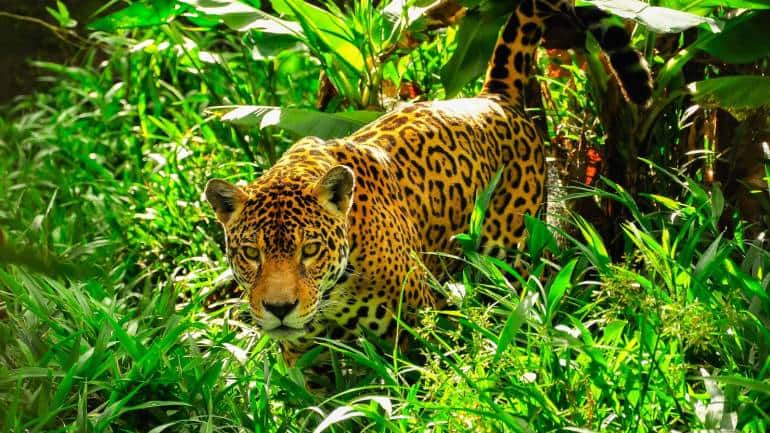 Jaguar