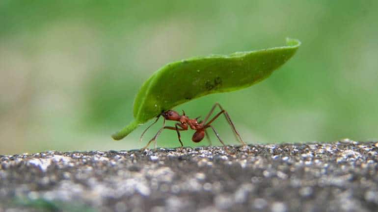  Leafcutter Ant