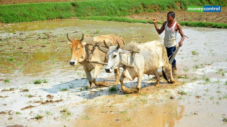 PM Kisan Yojana: When will the government give 20th installment, will ₹ 2000 come to the account before transplanting paddy? - PM Kisan 20th Installment in June 2025 Must Complete Ekyc and Aadhaar
