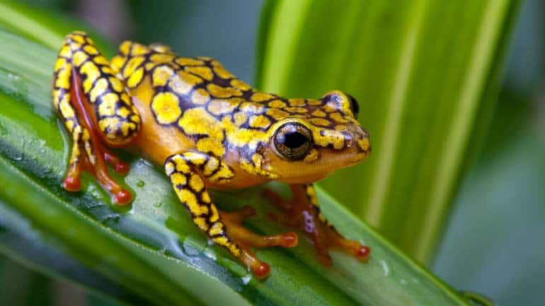 Poison Dart Frog