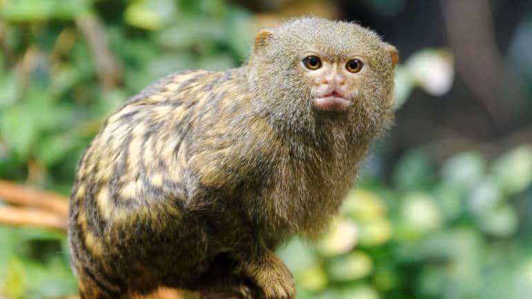 Pygmy Marmoset