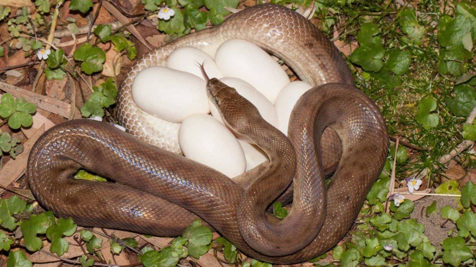 Snake eggs: क्या सच में सांप के अंडे होते हैं इतने खतरनाक? दिमाग हिल जाएगा Snake eggs: क्या सच में सांप के अंडे होते हैं इतने खतरनाक? दिमाग हिल जाएगा