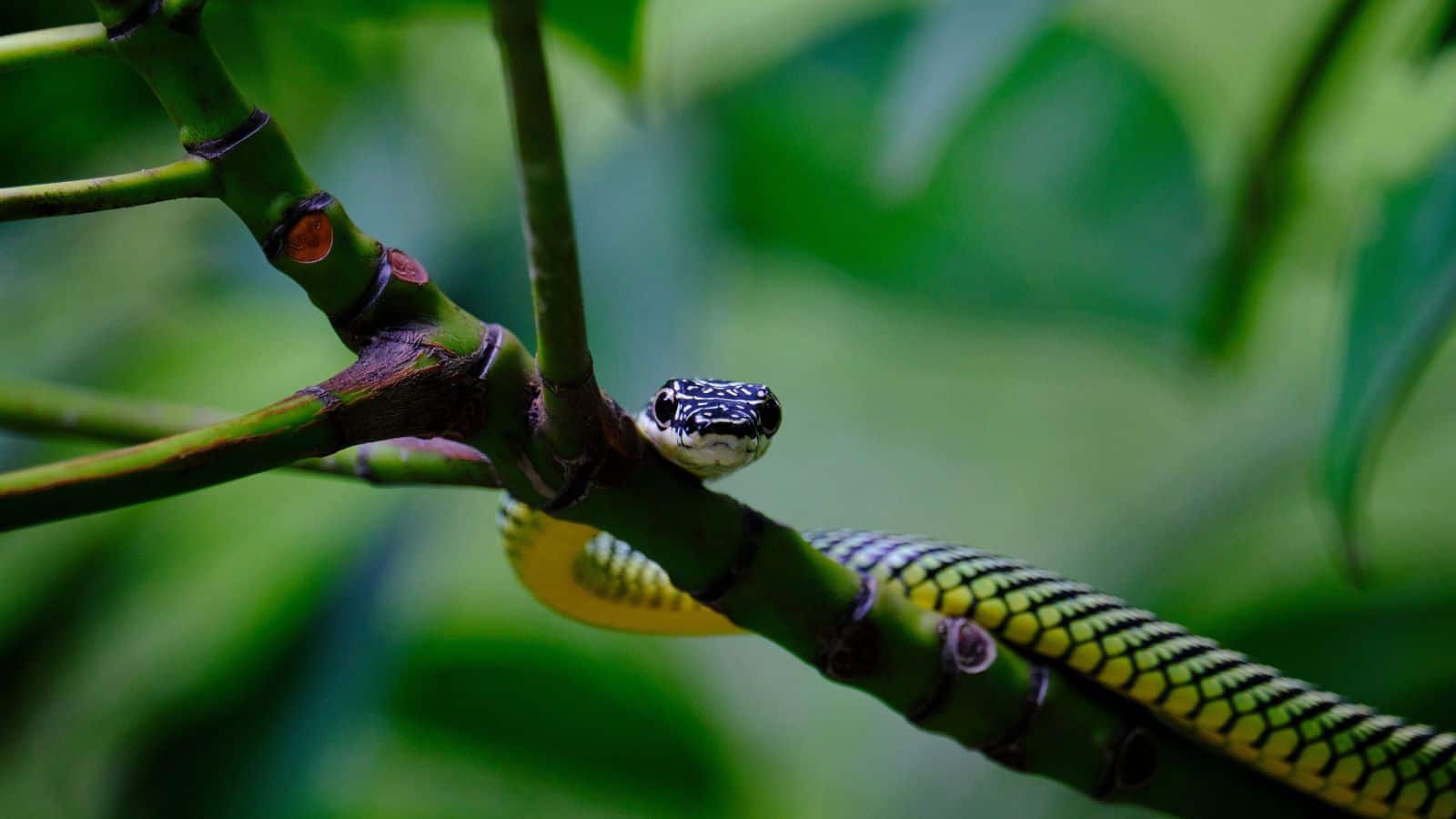 Flying Tree Snake Ribs Flying Snakes: ये सांप चलते नहीं, उड़ते हैं! जानिए कैसे उड़ान भरते हैं ...