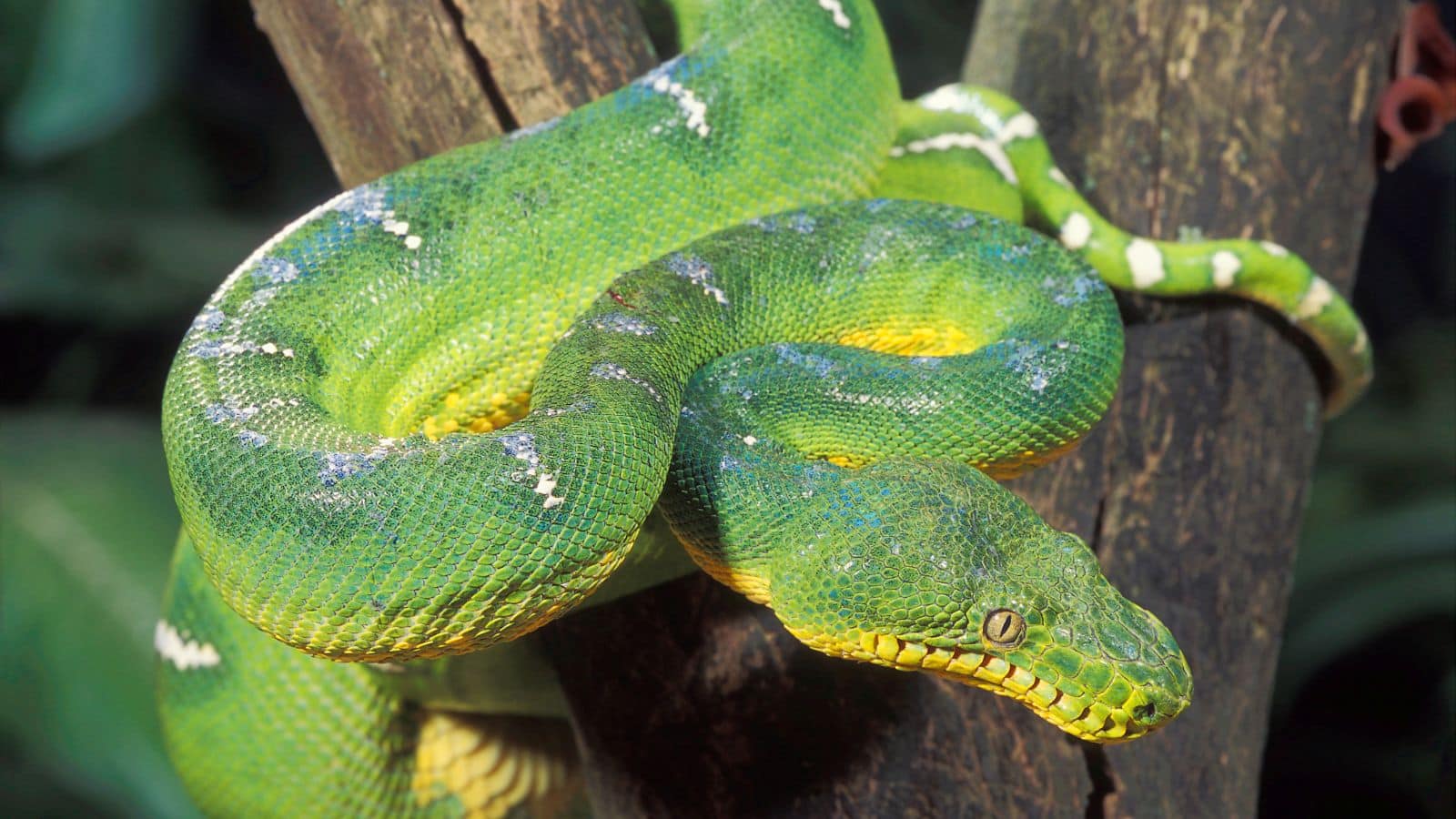 Flying Tree Snake Ribs Flying Snakes: ये सांप चलते नहीं, उड़ते हैं! जानिए कैसे उड़ान भरते हैं ...