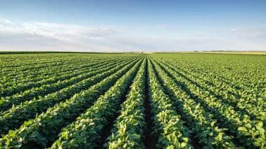 Soybean prices Surge: 14 महीनों के हाई पर पहुंचा सोयाबीन का भाव, इंटरनेशनल मार्केट में आया जोरदार उछाल