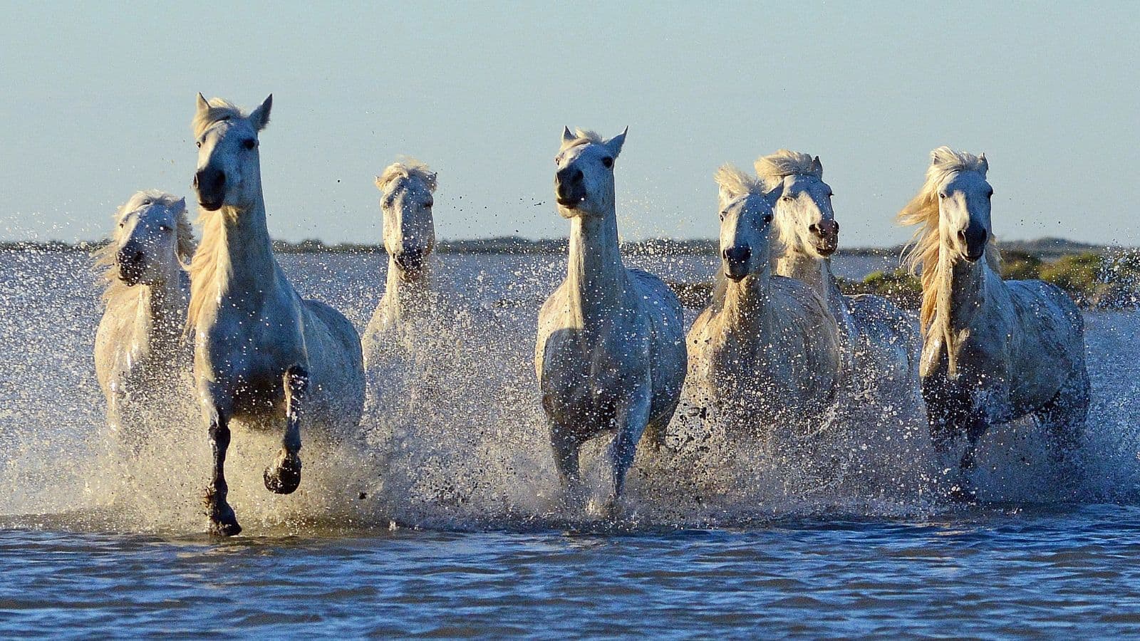7 Horses Painting: घर में रखी सात घोड़ों की तस्वीर बदल सकती है आपकी तरक्की की रफ्तार, जानें कब और कहां लगाएं