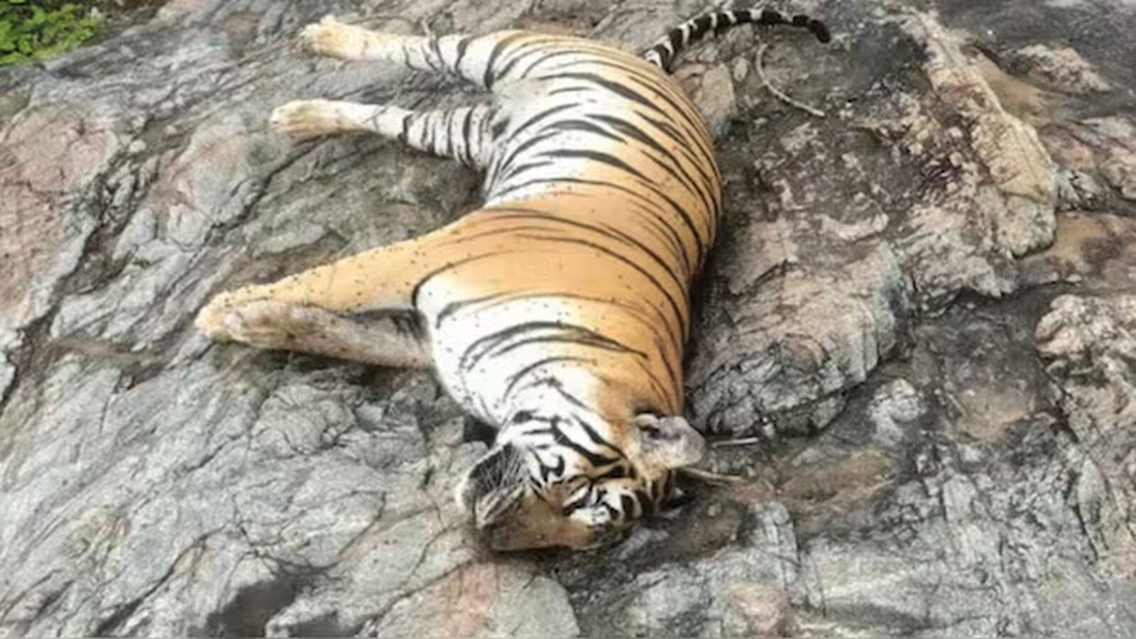 National-Tigers Dead in Karnataka: कर्नाटक में एक ही दिन में 5 बाघों की मौत से हड़कंप! जहर दिए जाने की आशंका, जांच शुरू – #INA