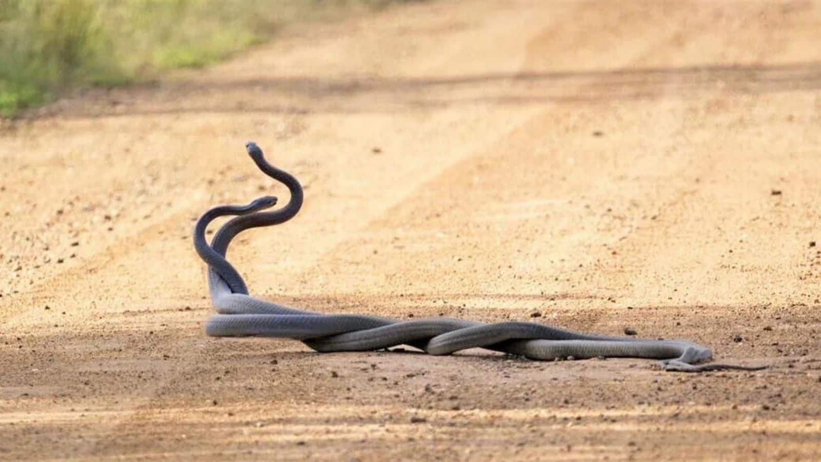Snake: अगर दो जहरीले सांप एक-दूसरे को काट लें तो क्या होगा? जानिए इस रहस्य का वैज्ञानिक सच Snake: अगर दो जहरीले सांप एक-दूसरे को काट लें तो क्या होगा? जानिए इस रहस्य का वैज्ञानिक सच