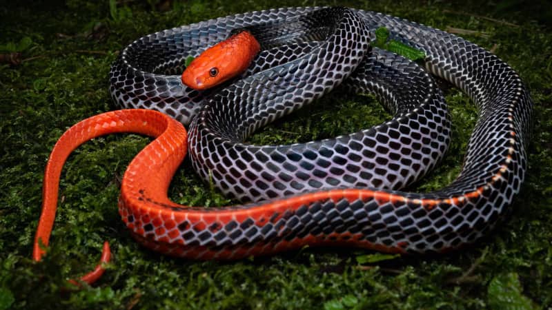 Red Snake: खूबसूरती में नंबर वन, जहर में भी है दम! ये हैं दुनिया के सबसे खतरनाक लाल सांप