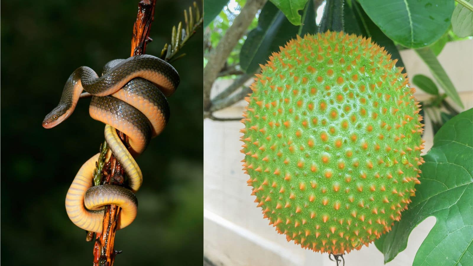Snake: ना एंटी-वेनम, ना अस्पताल! इस पौधे की जड़ से मिनटों में खत्म हो गया सांप का जहर Snake: ना एंटी-वेनम, ना अस्पताल! इस पौधे की जड़ से मिनटों में खत्म हो गया सांप का जहर