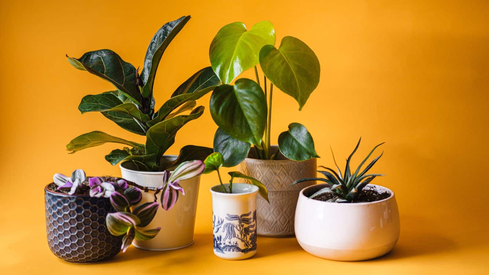 Indoor Plants: घर के अंदर लगाए ये इनडोर प्लांट, पॉजिटिव एनर्जी के साथ होगी तरक्की