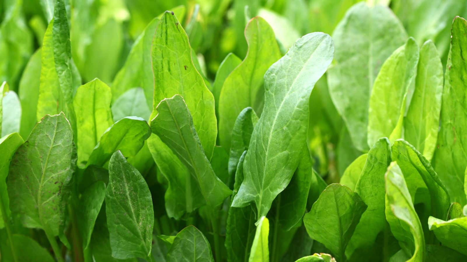 Sorrel Leaves: डायबिटीज, बीपी और स्किन प्रॉब्लम से हैं परेशान? खट्टे पालक से पाएं बिना दवा के राहत Sorrel Leaves: डायबिटीज, बीपी और स्किन प्रॉब्लम से हैं परेशान? खट्टे पालक से पाएं बिना दवा के राहत