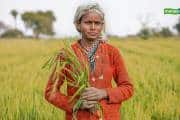 PM Kisan Yojana: नवंबर के पहले हफ्ते में आएगी पीएम किसान की किश्त, किसान पहले कर लें ये काम