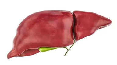 लिवर शरीर का सबसे बड़ा और महत्वपूर्ण अंग है। अकेले लिवर को शरीर में 500 से ज्यादा काम करने पड़ते हैं। लेकिन जब लिवर में कुछ खराबी आने लगे या लिवर ठीक से काम न करे तो पूरे शरीर पर इसका बुरा असर होता है।
