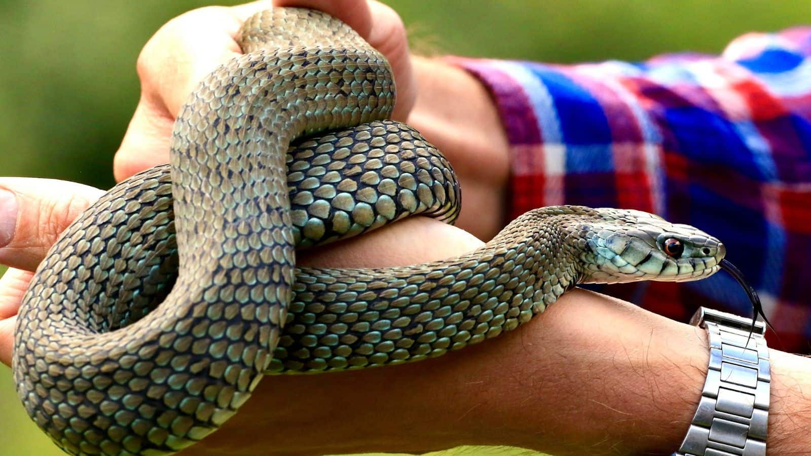 Snake: तांत्रिक कैसे बचा लेते हैं सांप के काटे लोगों की जान? विज्ञान ने खोला राज Snake: तांत्रिक कैसे बचा लेते हैं सांप के काटे लोगों की जान? विज्ञान ने खोला राज