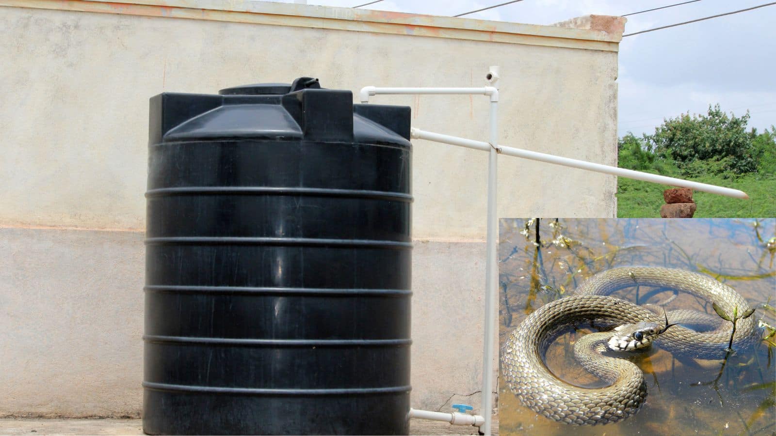 Snake: हर बार पानी भरने से पहले जरूर करें ये 3 काम, नहीं तो छुपा बैठा हो सकता है सांप Snake: हर बार पानी भरने से पहले जरूर करें ये 3 काम, नहीं तो छुपा बैठा हो सकता है सांप