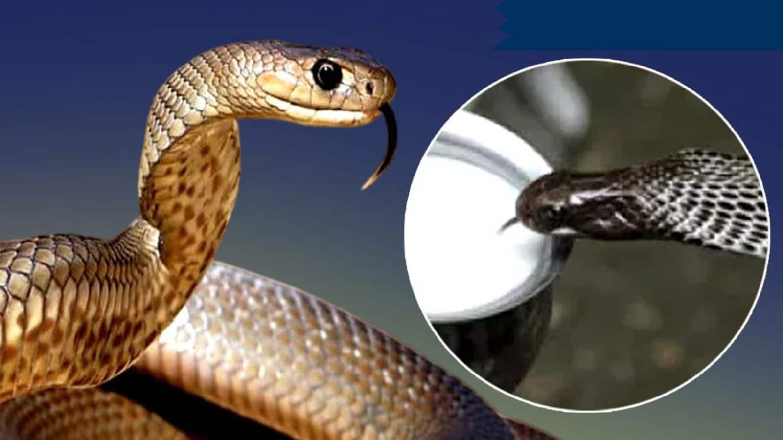 Snake: सांप दूध पीते हैं या नहीं? एक्सपर्ट ने खोले सदियों पुराने झूठ के राज