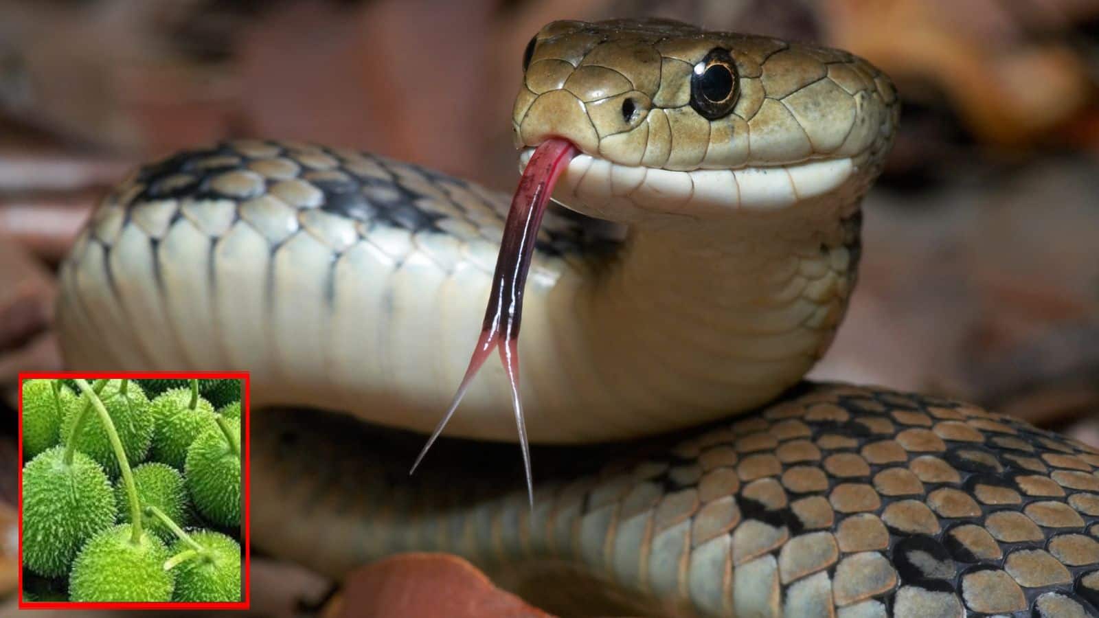 Snake: सांप के जहर को मिनटों में बेअसर करता है ये पौधा, गांवों में सालों से चल रहा है इस्तेमाल