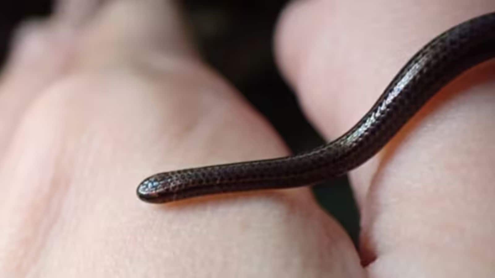 Snake: 20 साल बाद बारबाडोस में फिर से खोजा गया दुनिया का सबसे छोटा सांप Snake: 20 साल बाद बारबाडोस में फिर से खोजा गया दुनिया का सबसे छोटा सांप