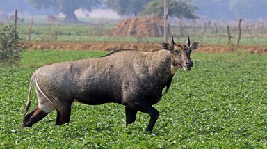 नीलगाय, जिसे ब्ल्यू बुल भी कहा जाता है, एशिया की सबसे बड़ी एंटीलोप है। भारत में यह धरती, जंगल  और खेतों की दुनिया में सहज महसूस करती है। 
