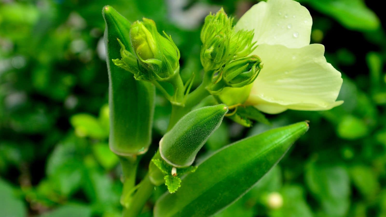 Okra Benefits: भिंडी की सब्जी के साथ-साथ इसका पानी भी होता है फायदेमंद, इन बीमारियों को करता है कंट्रोल!