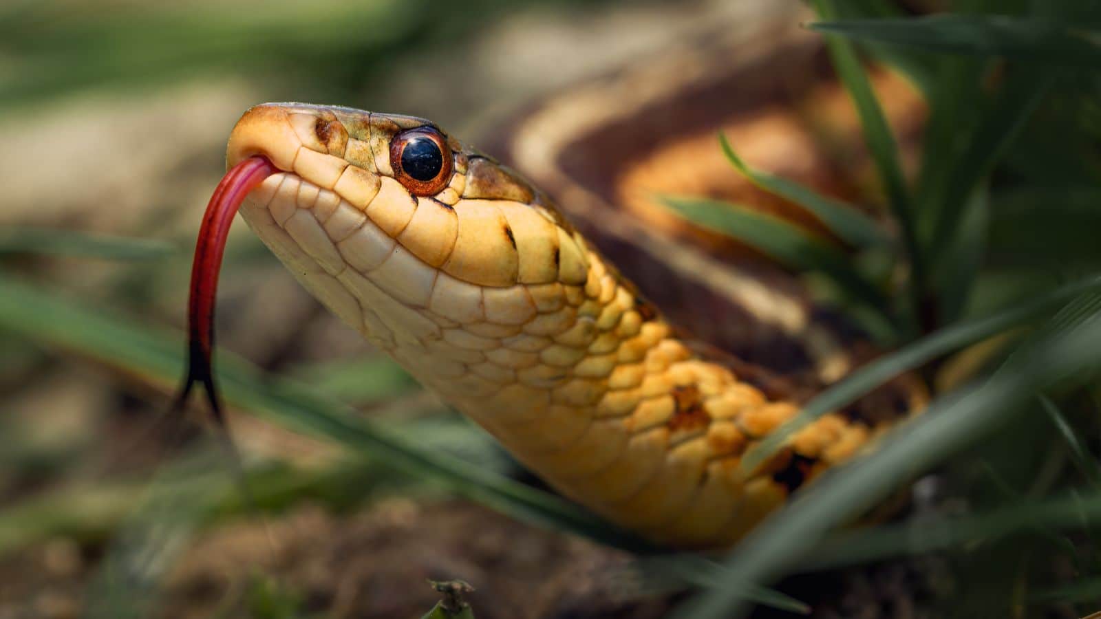 Snake: बारिश में बढ़ जाती है सांपों की हलचल, इन कोनों को नजरअंदाज किया तो हो सकता है बड़ा खतरा Snake: बारिश में बढ़ जाती है सांपों की हलचल, इन कोनों को नजरअंदाज किया तो हो सकता है बड़ा खतरा