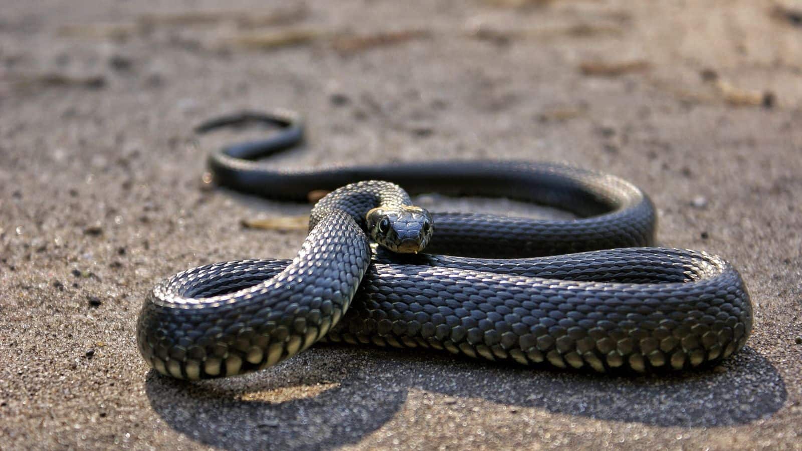 Child bites Cobra: 1 साल के बच्चे ने काटा कोबरा, लेकिन खुद कैसे बच गया? जाने डॉक्टरों की हैरान करने वाली थ्योरी