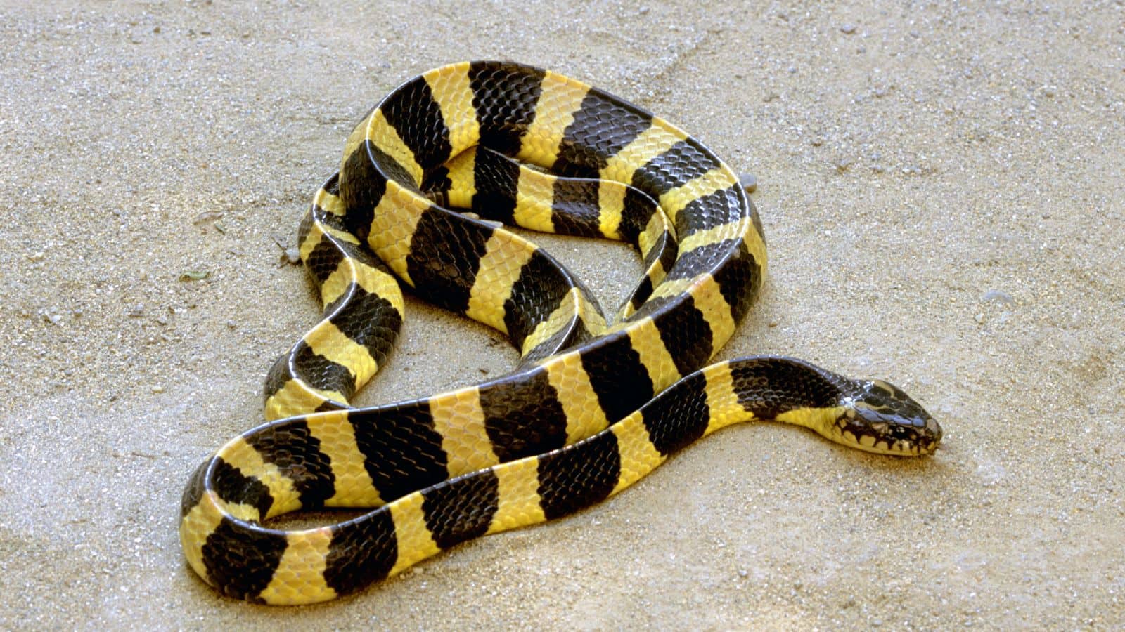 10 snakes (1)