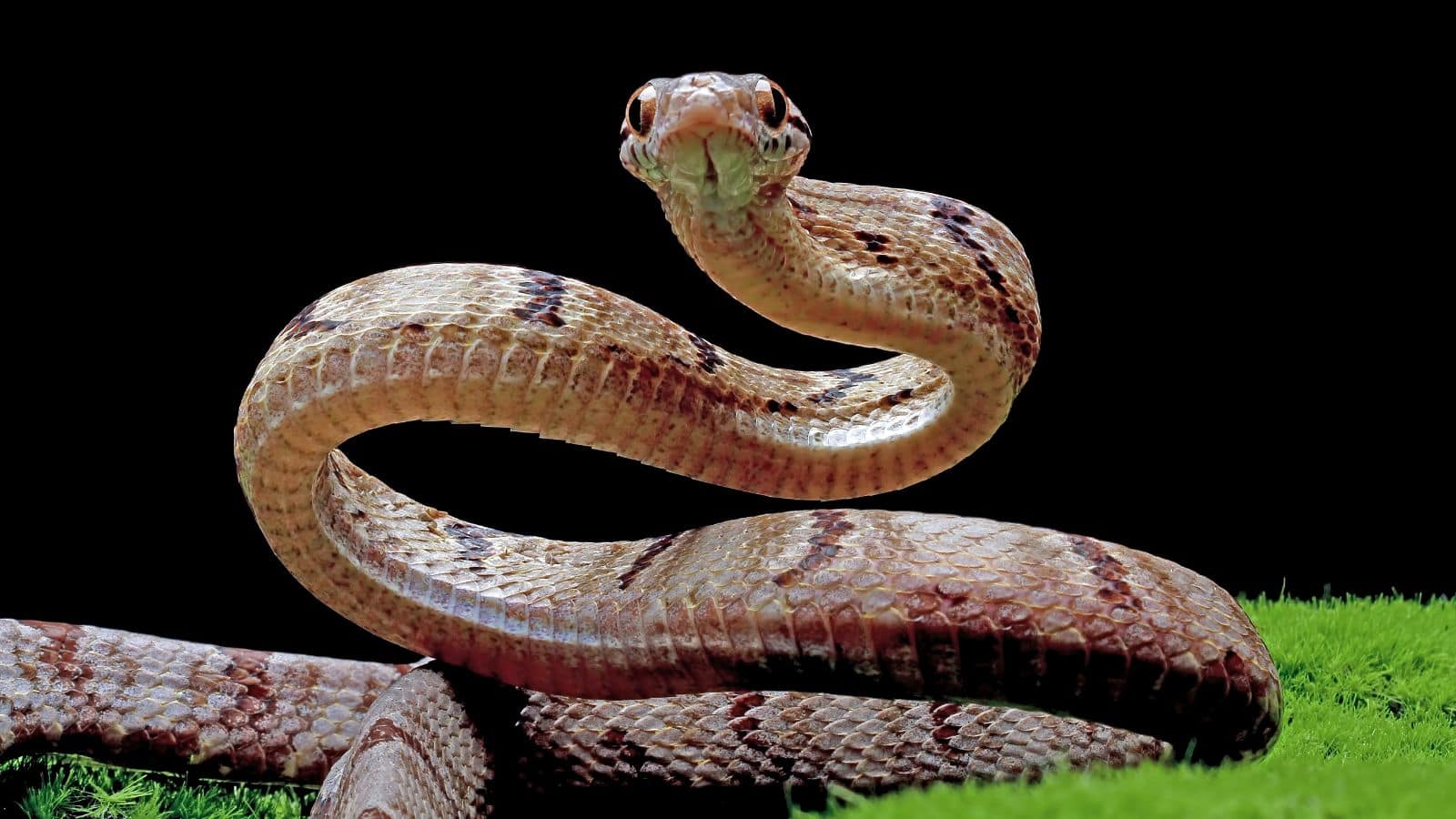 10 snakes (10)