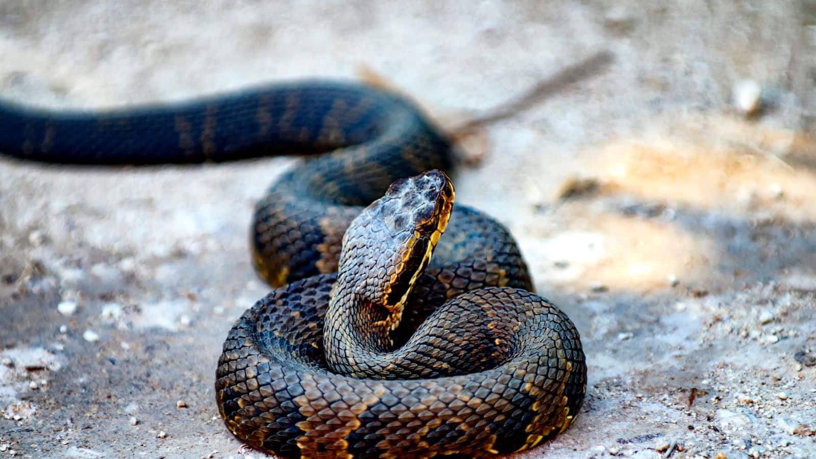 10 snakes (3)
