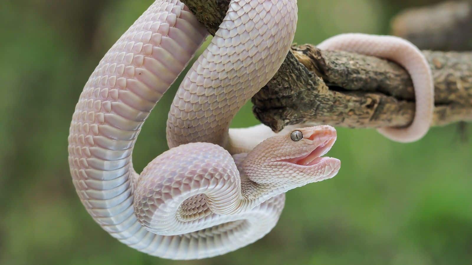 10 snakes (4)