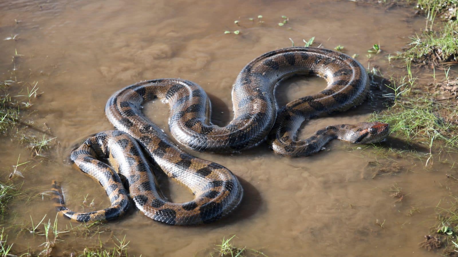 10 snakes (5)