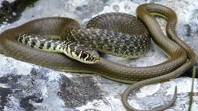 Snake: ठंडी जगहों में रहने वाले सांपों की खासियत ये है कि वे सर्दियों में ऊर्जा बचाते हैं