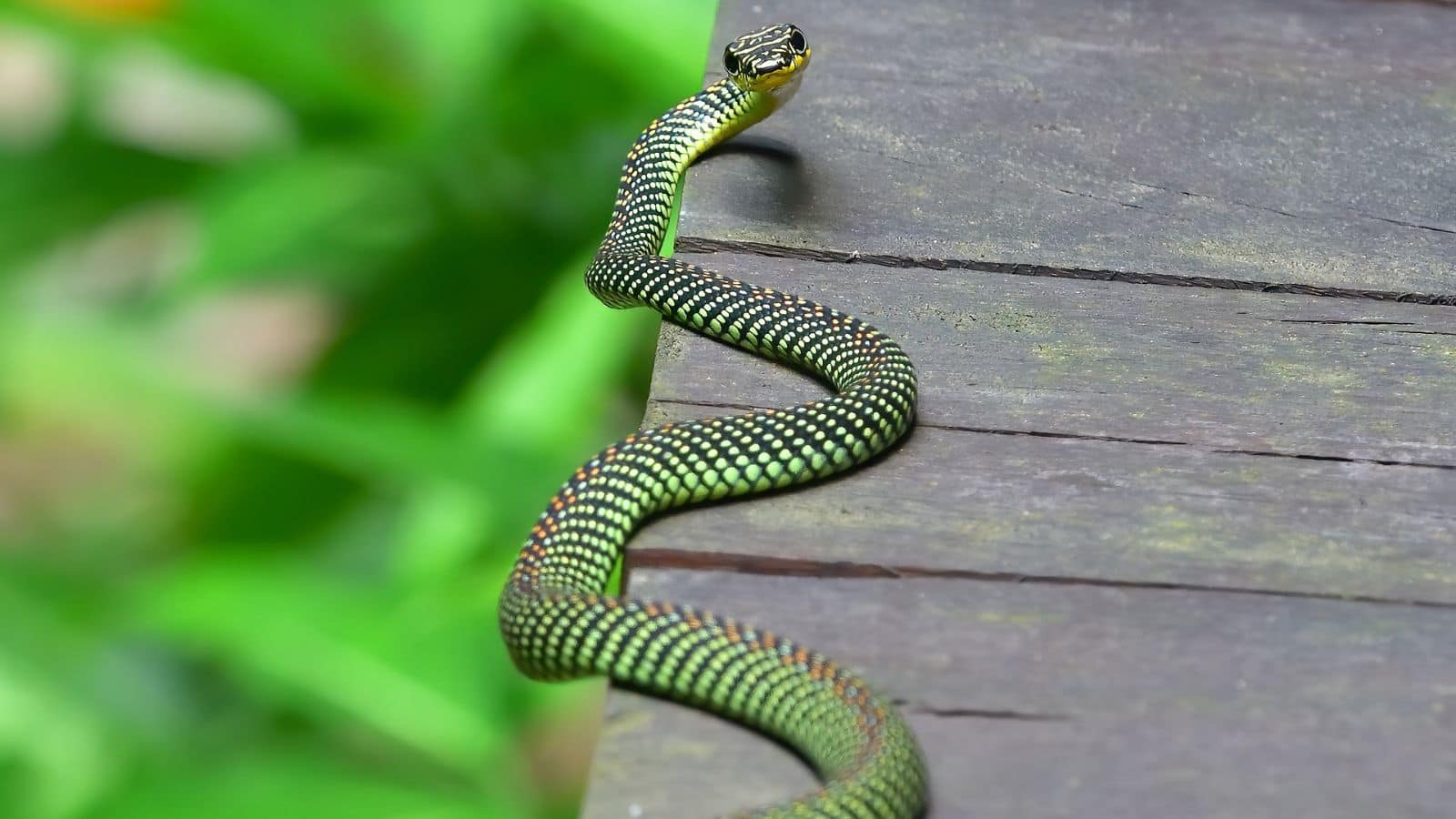 10 snakes (7)