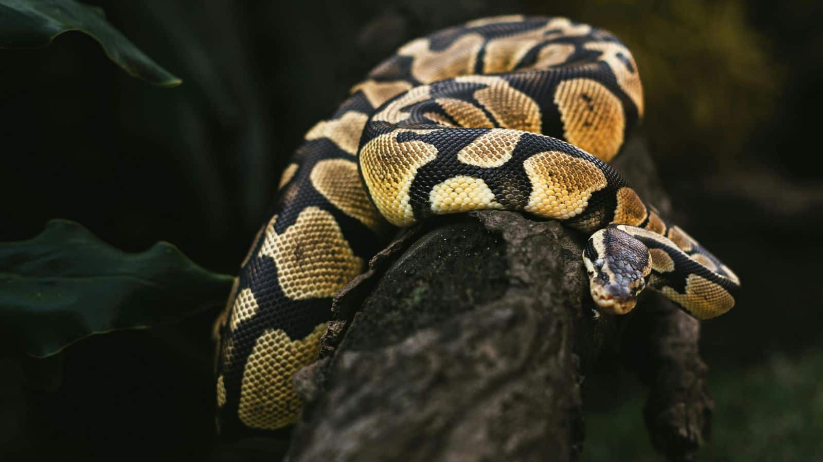 10 snakes (9)