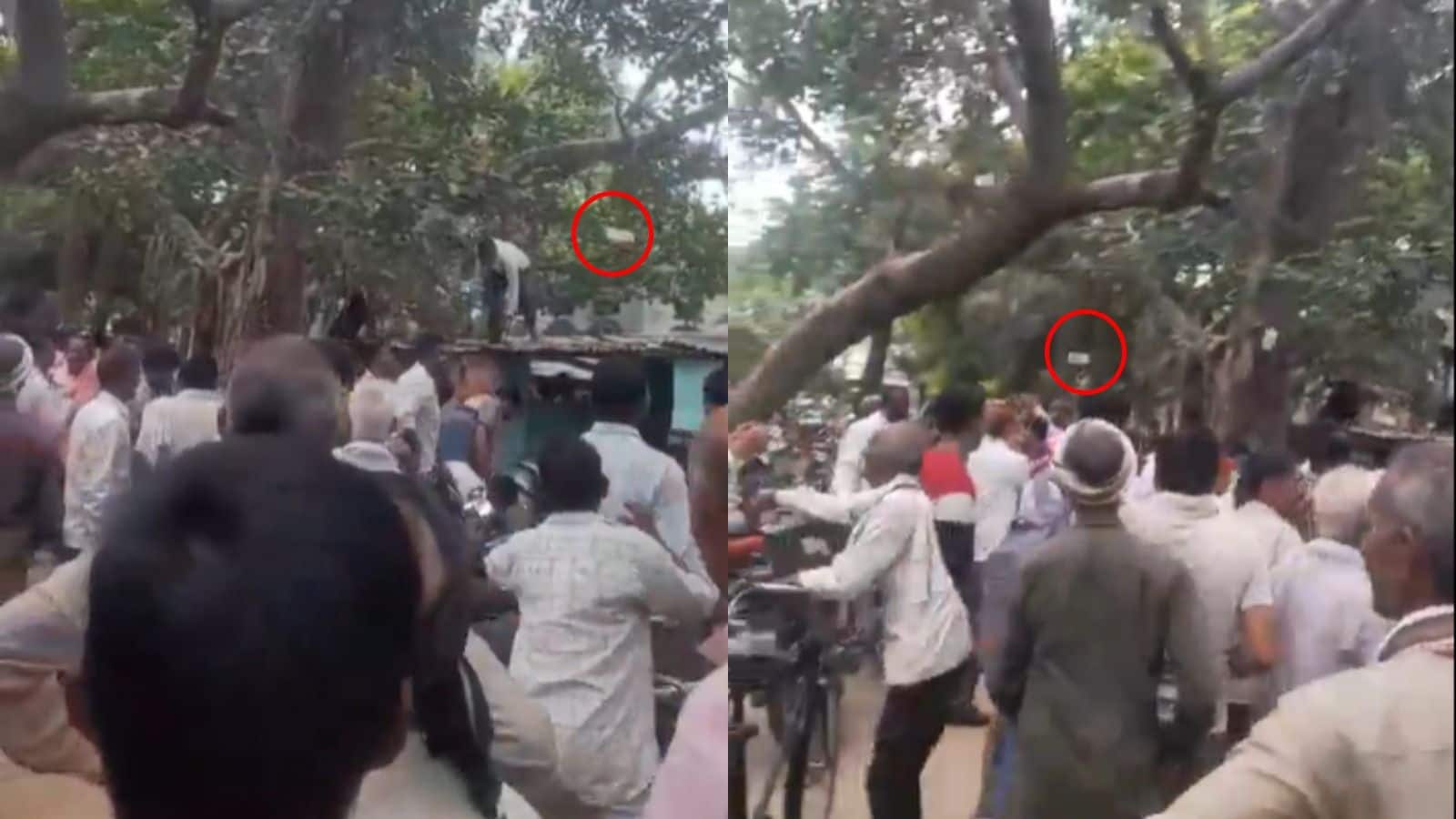 औरैया: …जब पेड़ से होने लगी पैसों की बारिश! 500-500 के नोट लूटने के लिए लोगों में मची होड़, वीडियो वायरल
