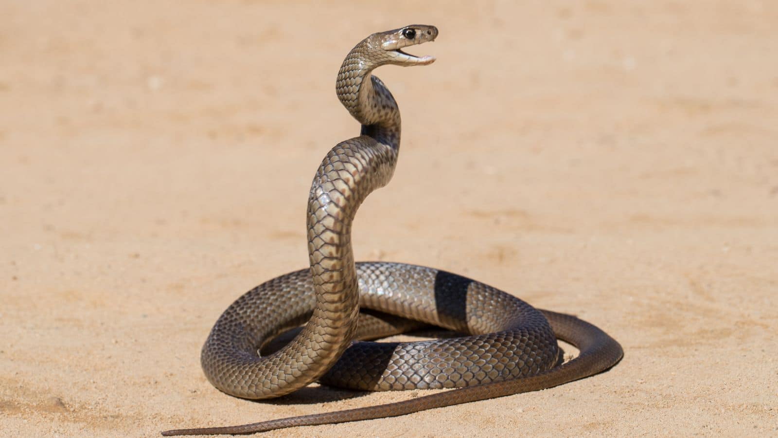 Snake: 1907 में खोजा गया सांप, अब पटना में जिंदा पकड़ा गया Snake: 1907 में खोजा गया सांप, अब पटना में जिंदा पकड़ा गया