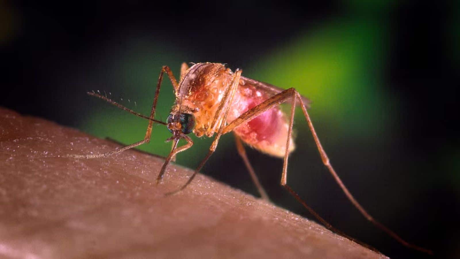 Japanese encephalitis: जापानी इंसेफेलाइटिस की भारत में फिर वापसी! एमपी में वायरस से 1 बच्चे की मौत, जानें- बीमारी के लक्षण और बचाव