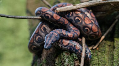 Anaconda Population: एनाकोंडा दुनिया के सबसे बड़े और ताकतवर सांपों में से एक हैं। ये ज्यादातर दक्षिण अमेरिका के जंगलों और नदियों में पाए जाते हैं।