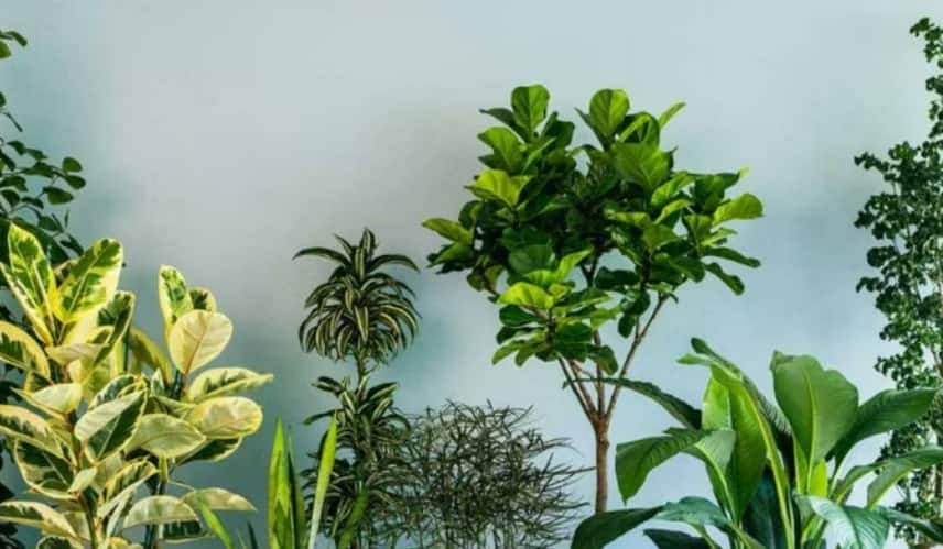 Unique Plants: बिना मेहनत के लगाएं लो-मैनटेनेंस क्लाइम्बिंग प्लांट्स जो घर को बनाएं बेहद सुंदर Unique Plants: बिना मेहनत के लगाएं लो-मैनटेनेंस क्लाइम्बिंग प्लांट्स जो घर को बनाएं बेहद सुंदर