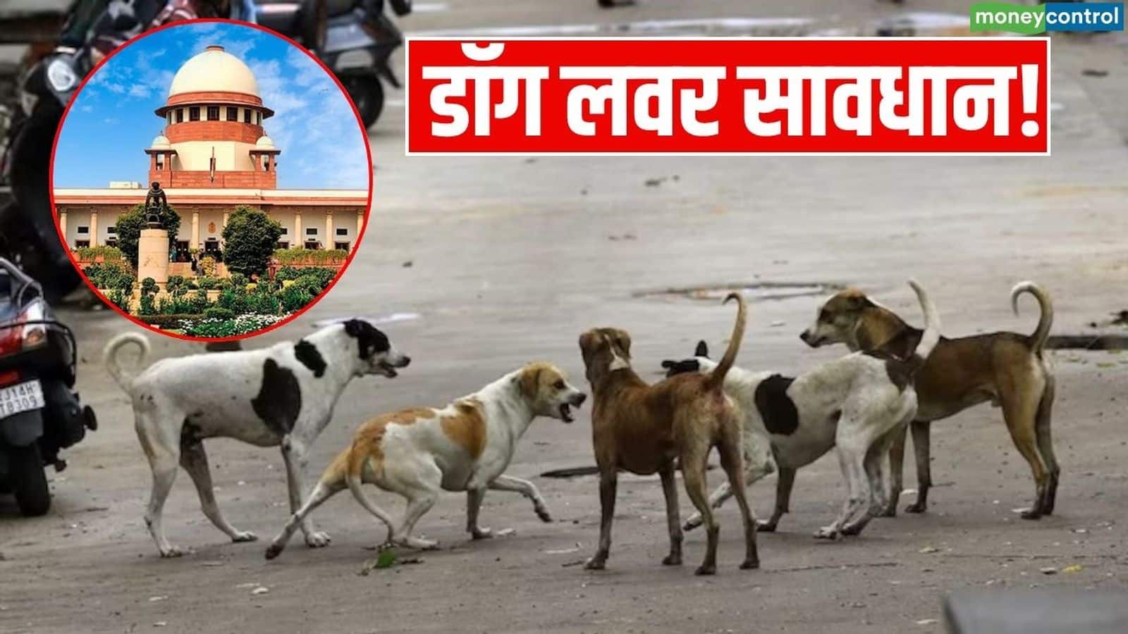 Stray Dogs In Delhi-NCR: डॉग लवर हो जाएं सावधान! शेल्टर होम में डाले जाएंगे दिल्ली-NCR के सभी आवारा कुत्ते, रोका तो होगी जेल!