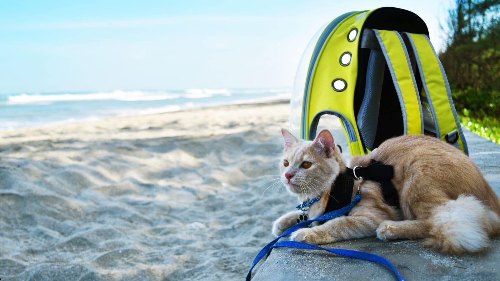 Travel: आप भी है कैट पेरेंट तो जान लें ट्रैवल से जुड़ी ये जरूरी बातें, वरना लगाना पड़ सकता है हॉस्पिटल के चक्कर! Travel: आप भी है कैट पेरेंट तो जान लें ट्रैवल से जुड़ी ये जरूरी बातें, वरना लगाना पड़ सकता है हॉस्पिटल के चक्कर!