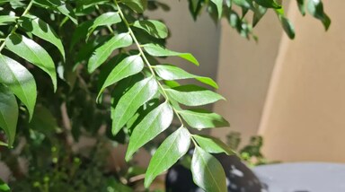 करी पत्ता सिर्फ खाने का स्वाद बढ़ाने वाला पौधा ही नहीं, बल्कि सही देखभाल और पोषण मिलने पर यह बहुत तेजी से हरा-भरा और स्वस्थ होता है। 
