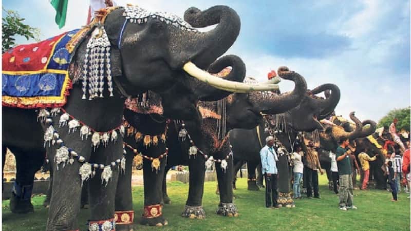 World Elephant Day: लाखों के गहनों में सजे हाथी, जयपुर का विश्व हाथी दिवस पर भव्य फैशन शो