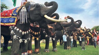 13 अगस्त 2025 को जयपुर के आमेर हाथी गांव में विश्व हाथी दिवस पर पहली बार एक अनूठा और भव्य हाथी फैशन शो आयोजित किया गया। हाथियों ने अपने शाही गहनों और पारंपरिक राजस्थानी पोशाकों के साथ रेड कार्पेट पर रैंप वॉक कर पर्यटकों और दर्शकों का मन मोह लिया। यह कार्यक्रम न केवल हाथियों की सुंदरता को दर्शाने वाला था बल्कि उनके संरक्षण और सामाजिक महत्व के लिए जागरूकता फैलाने का भी माध्यम था।  
