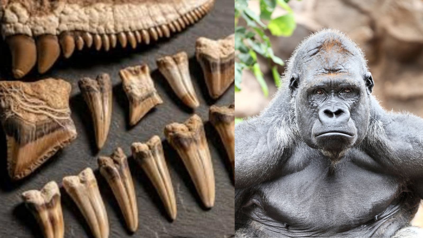 Archaeological Find: 26 लाख साल पुरानी गुत्थी, क्या मिला इंसान का खोया हुआ रिश्तेदार? Archaeological Find: 26 लाख साल पुरानी गुत्थी, क्या मिला इंसान का खोया हुआ रिश्तेदार?