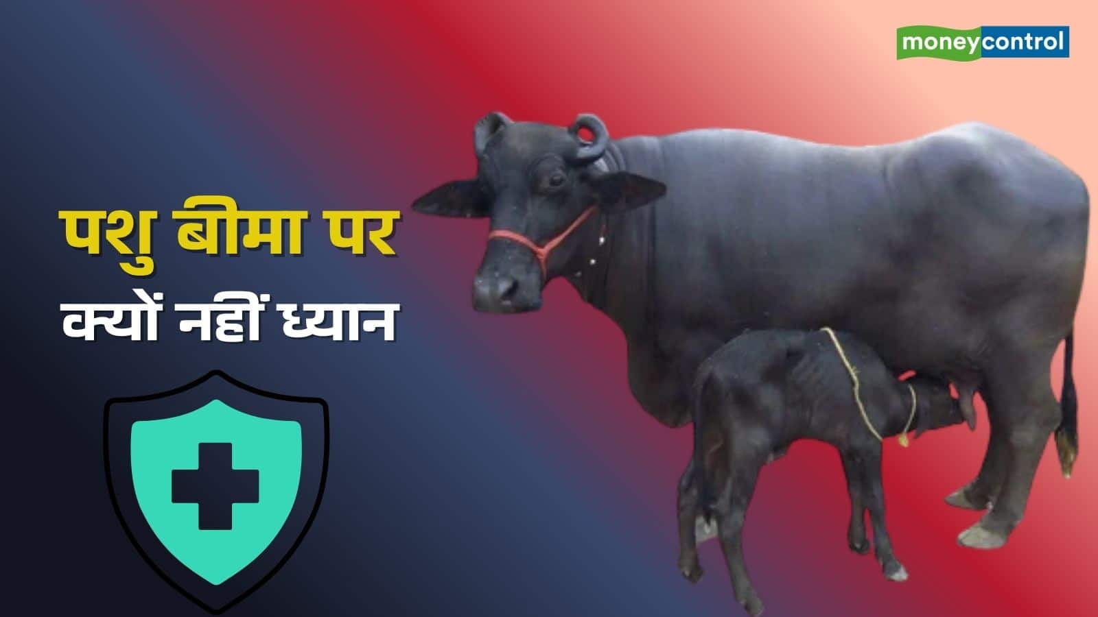 Cattle Insurance: गाय-भैंस पर टिकी है करोड़ों लोगों की रोजीरोटी, फिर उनके बीमा पर ध्यान क्यों नहीं?
