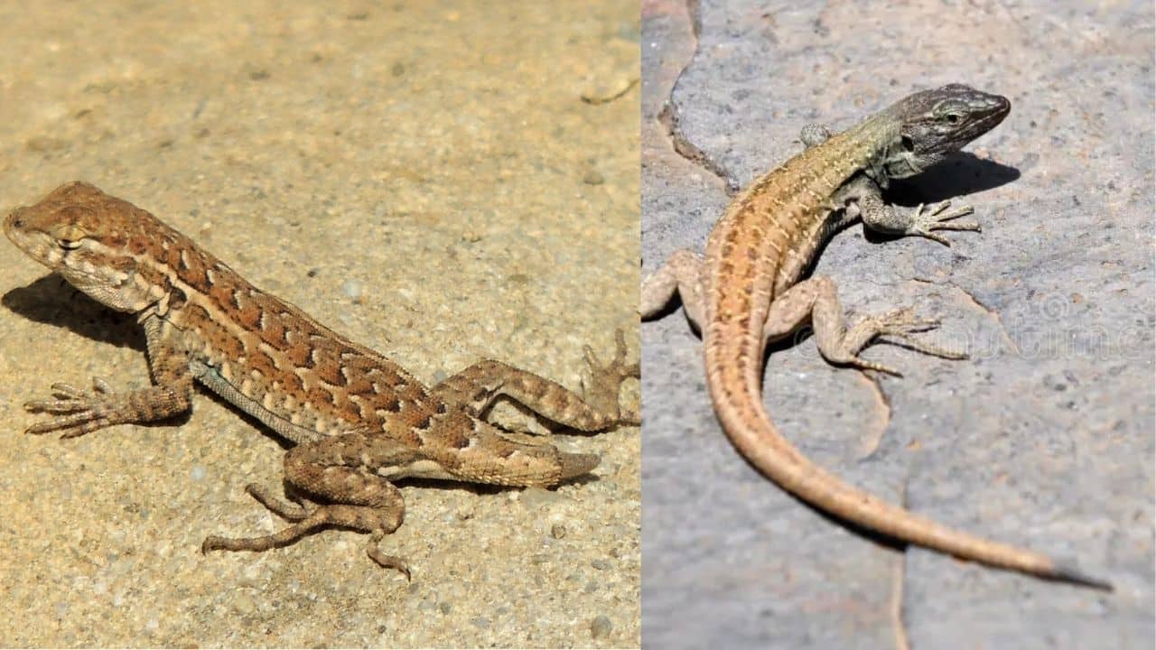 Lizard Facts: कटने के बाद छिपकली की पूंछ बन जाती है नई, जानिए कैसे Lizard Facts: कटने के बाद छिपकली की पूंछ बन जाती है नई, जानिए कैसे